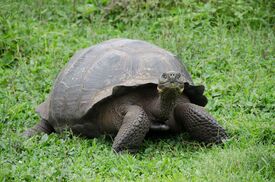 Ecuador und Galapagos 2.jpg Ecuador und Galapagos 2.jpg ÖAMTC REISEN