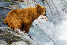 Nordostpassage-Alaska-Bär.jpg Nordostpassage-Alaska-Bär.jpg ÖAMTC Reisen