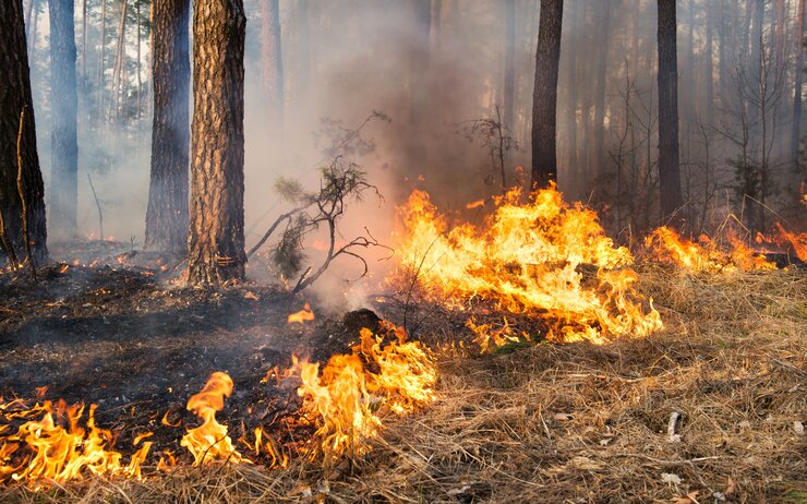 Waldbrand TIP_Waldbrand_iStock Gilithuka / Gilithuka