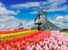Holland - Zur Tulpenblüte inklusive Blumenkorso Holland - Zur Tulpenblüte inklusive Blumenkorso ÖAMTC Reisen
