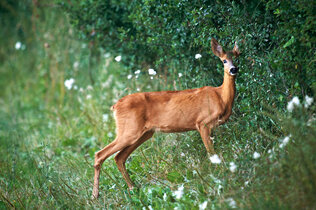 2011_07_er076_CMS.jpg