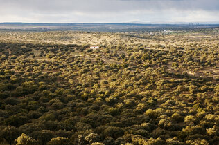 Extremadura_Dehesa 1 _Sierra de San Pedro_CMS.jpg