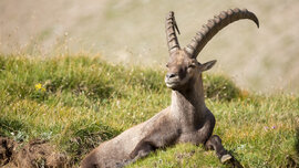Hohe Tauern_001_CMS.jpg