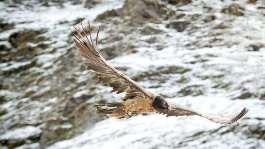 Hohe Tauern_022_CMS.jpg