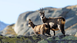 Hohe Tauern_028_CMS.jpg