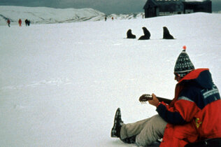 Jodeln für die Seelöwen_Antarktis_CMS.jpg