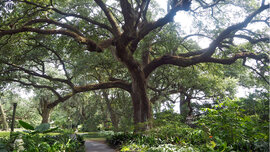 New Orleans_August17_PP_19_CMS.jpg