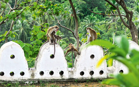 Sri Lanke_CB_Affen2_CMS.jpg