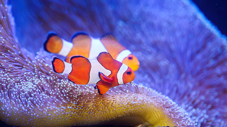 Zwei Anemonenfische schwimmen im Aquarium.