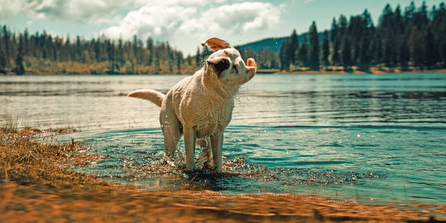 Labrador Retriever badet und schüttelt sich vor einem wunderschönen Bergsee