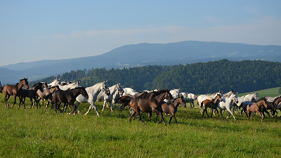 Lipizzanergestüt Piber