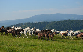 Lipizzanergestüt Piber