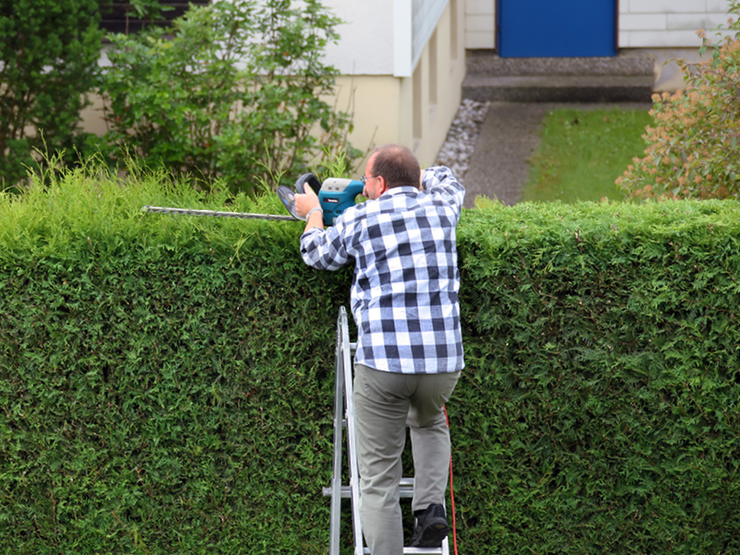 Hecke schneiden