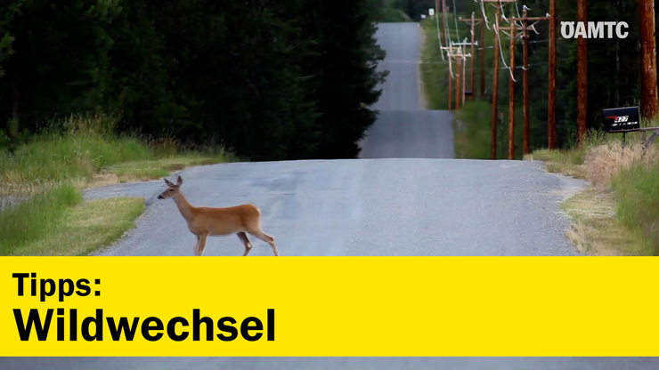 Platzhalter Platzhalter