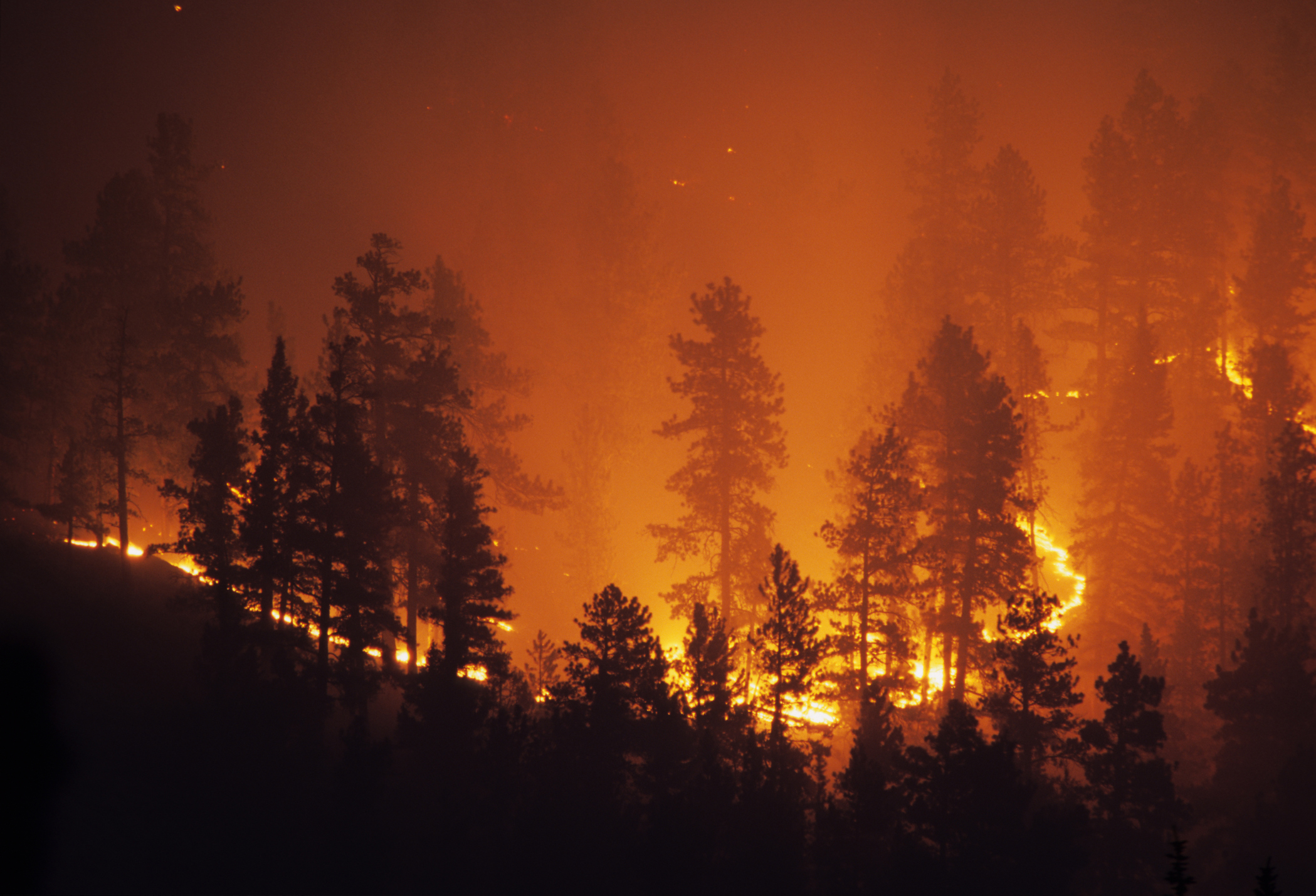 Intensiver Waldbrand