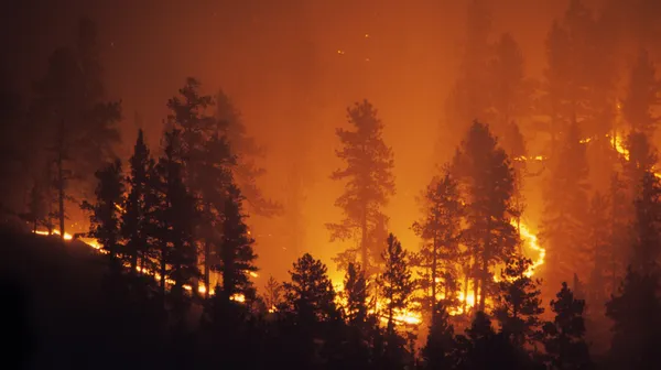 Intensiver Waldbrand