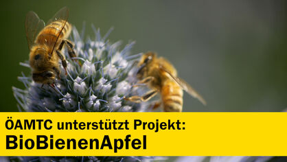 Projekt BioBienenApfel Projekt BioBienenApfel