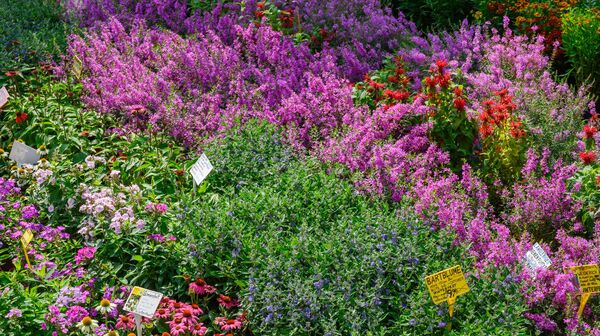 Blumenbeet mit vielen, bunten Pflanzen und deren Namensbeschilderung.