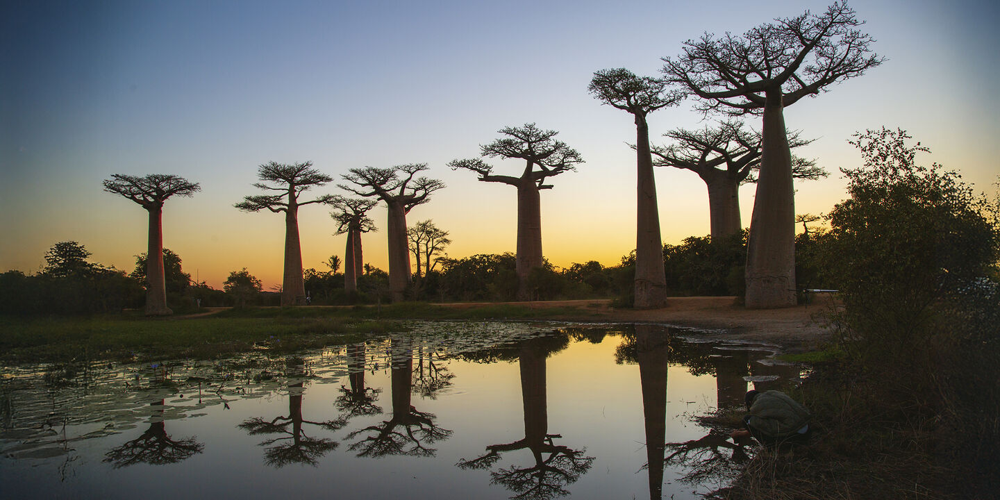 Baobab-Allee bei Sonnenuntergang.