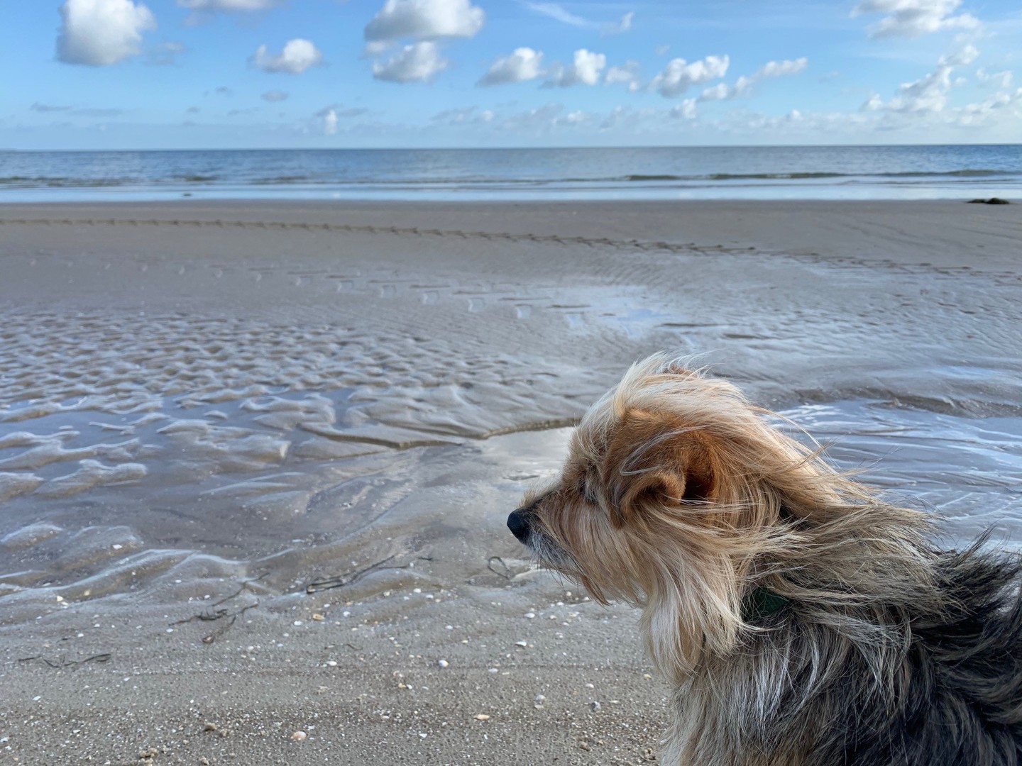 Auf dem Bild ist ein Hund mit langen Haaren zu sehen, der am Strand steht und zum Meer schaut.
