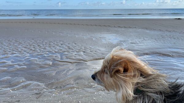 Auf dem Bild ist ein Hund mit langen Haaren zu sehen, der am Strand steht und zum Meer schaut.