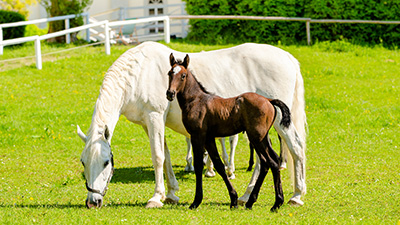 Lipizzanergestüt Piber Webeintrag  Öamtc