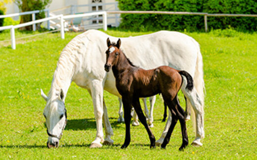 Lipizzanergestüt Piber Webeintrag  Öamtc