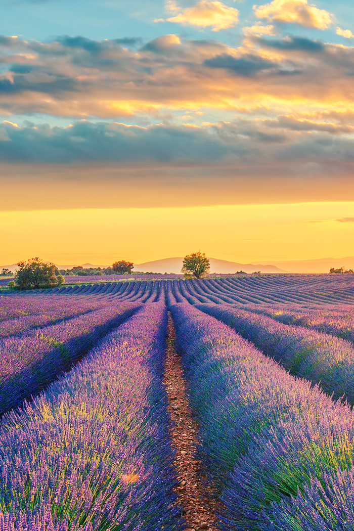 Blick auf blühende Lavendelfelder in der Provence (Frankreich) mit violetten Reihen unter einem weiten Himmel