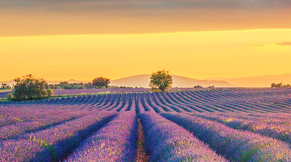 Blick auf blühende Lavendelfelder in der Provence (Frankreich) mit violetten Reihen unter einem weiten Himmel