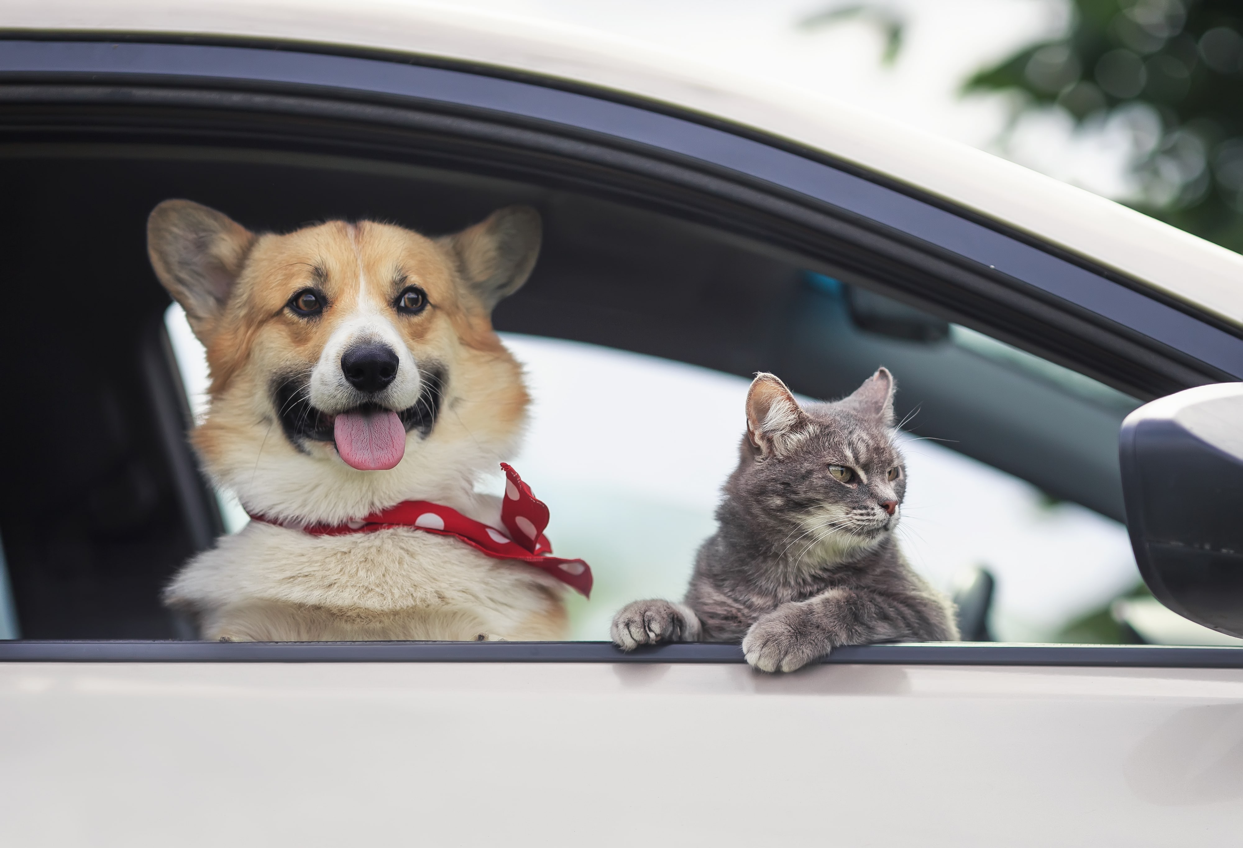 Ein Corgi-Welpe mit rotem Halstuch und eine Tabby-Katze schauen aus einem Autofenster.