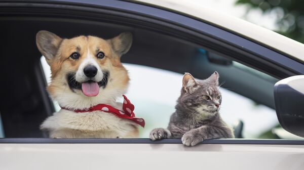Ein Corgi-Welpe mit rotem Halstuch und eine Tabby-Katze schauen aus einem Autofenster.