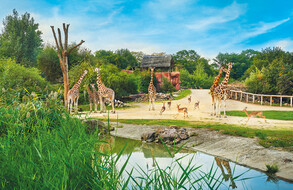 Giraffen Gehege Giraffen Gehege