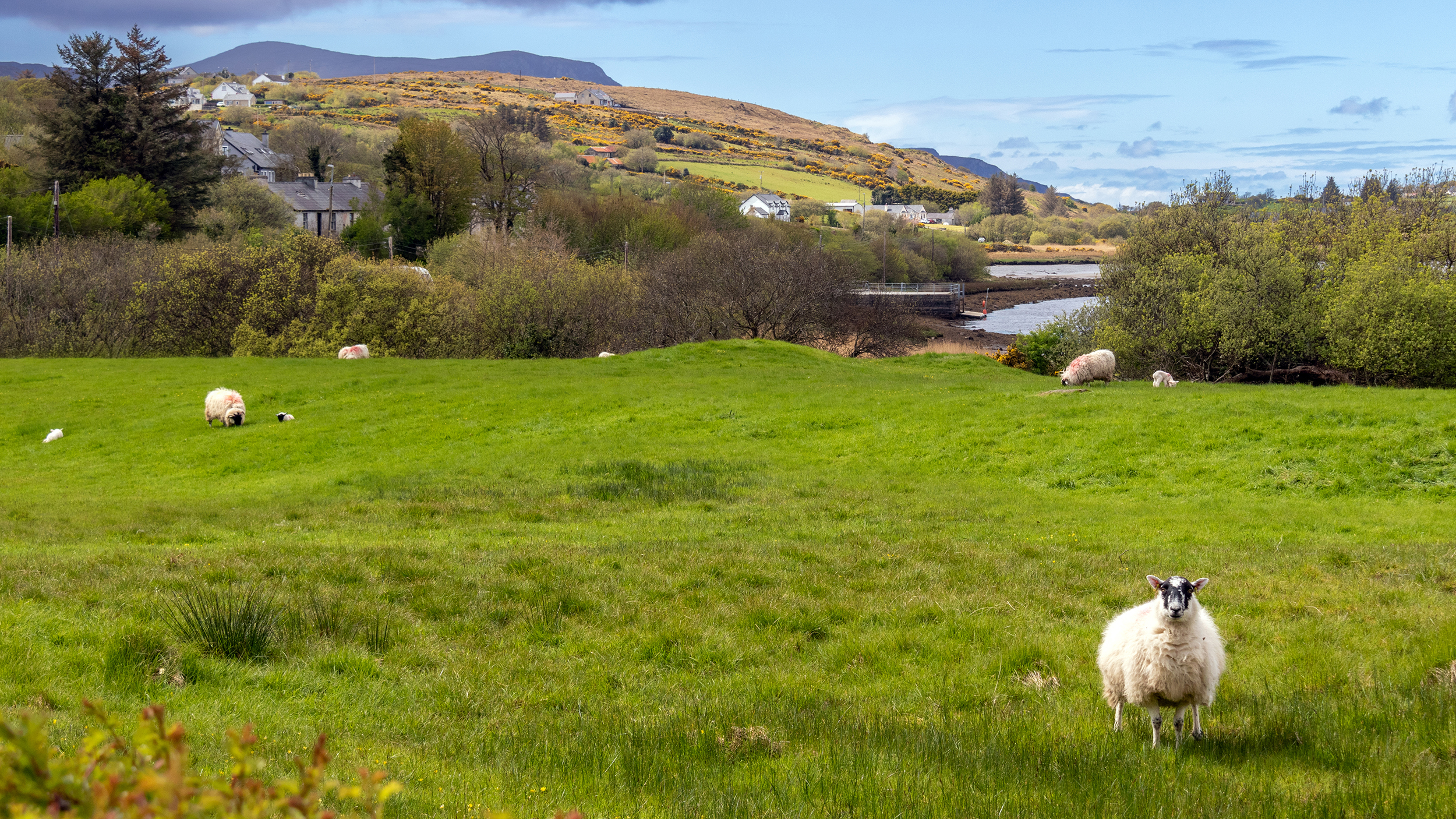 Grüne Wiese mit Schafen. Dahinter braunes Hochmoor auf dem Hügel. 