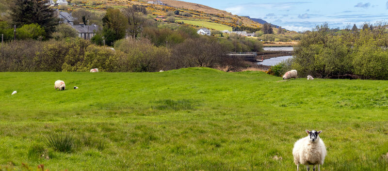 Grüne Wiese mit Schafen. Dahinter braunes Hochmoor auf dem Hügel.