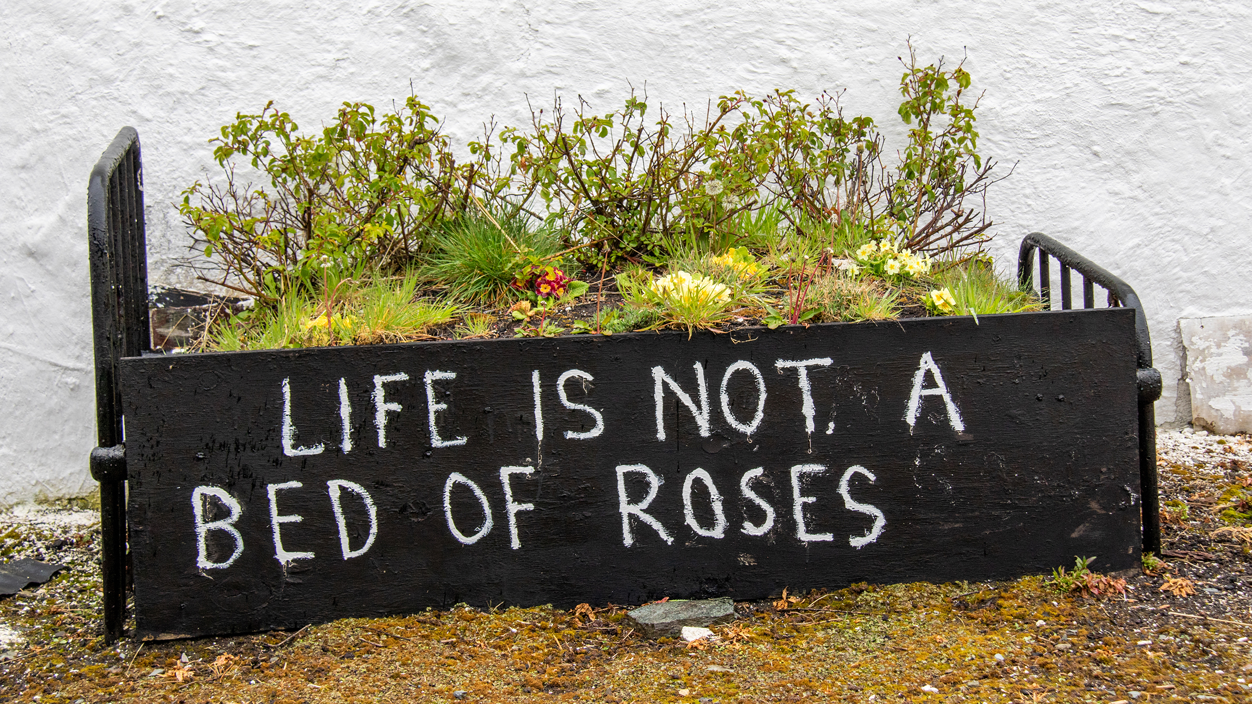 Metallbett mit Rosensträuchern als Matratze. Darauf steht: Life is not a bed of roses.