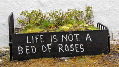 Metallbett mit Rosensträuchern als Matratze. Darauf steht: Life is not a bed of roses.