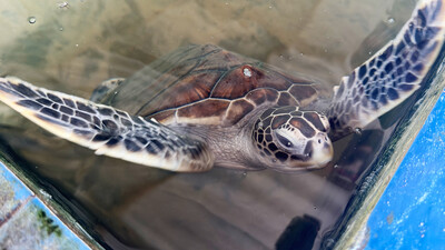 Ausgewachsene Schildkröte in Becken.
