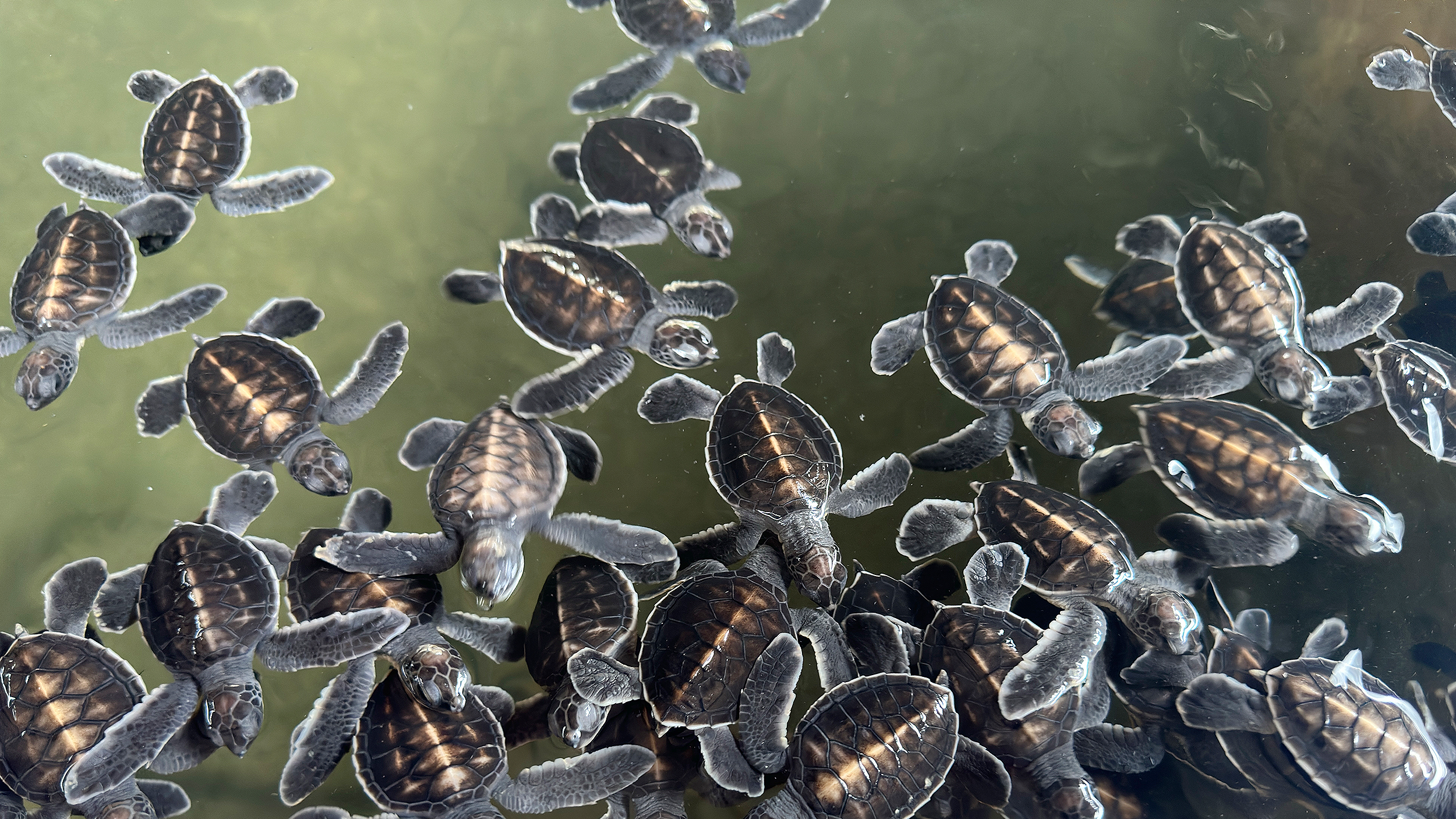 Baby-Schildkröten in einem Becken. 