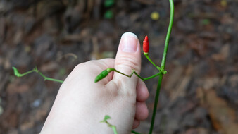 Foto von einer kleinen Chilischote, daneben ein Daumen zum Größenvergleich. Die Chilischote ist kleiner als der Daumennagel.