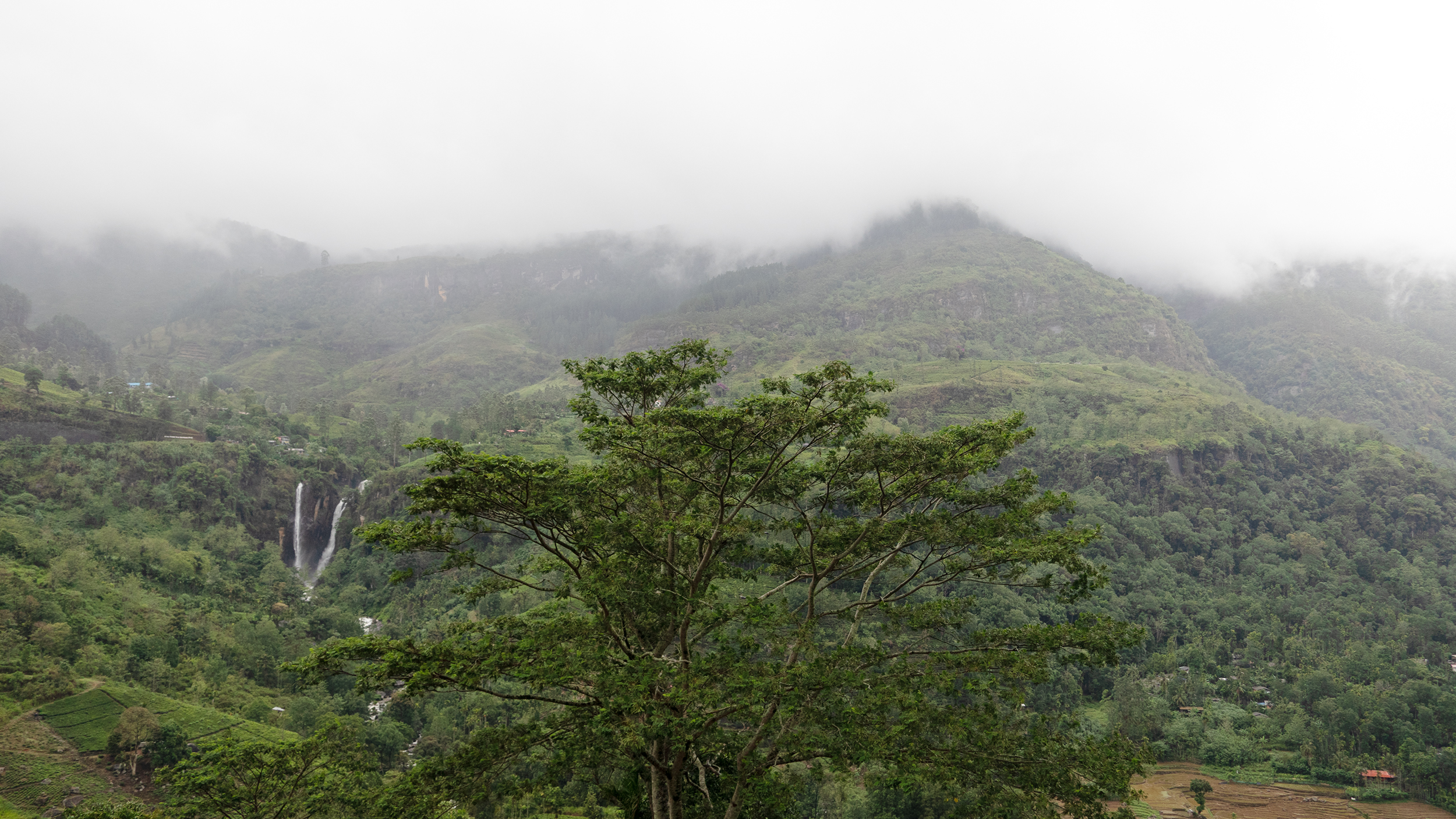 Teeplantagen in Sri Lanka, bedeckt mit Nebel.