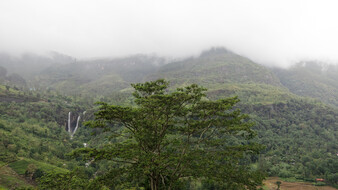 Teeplantagen in Sri Lanka, bedeckt mit Nebel.