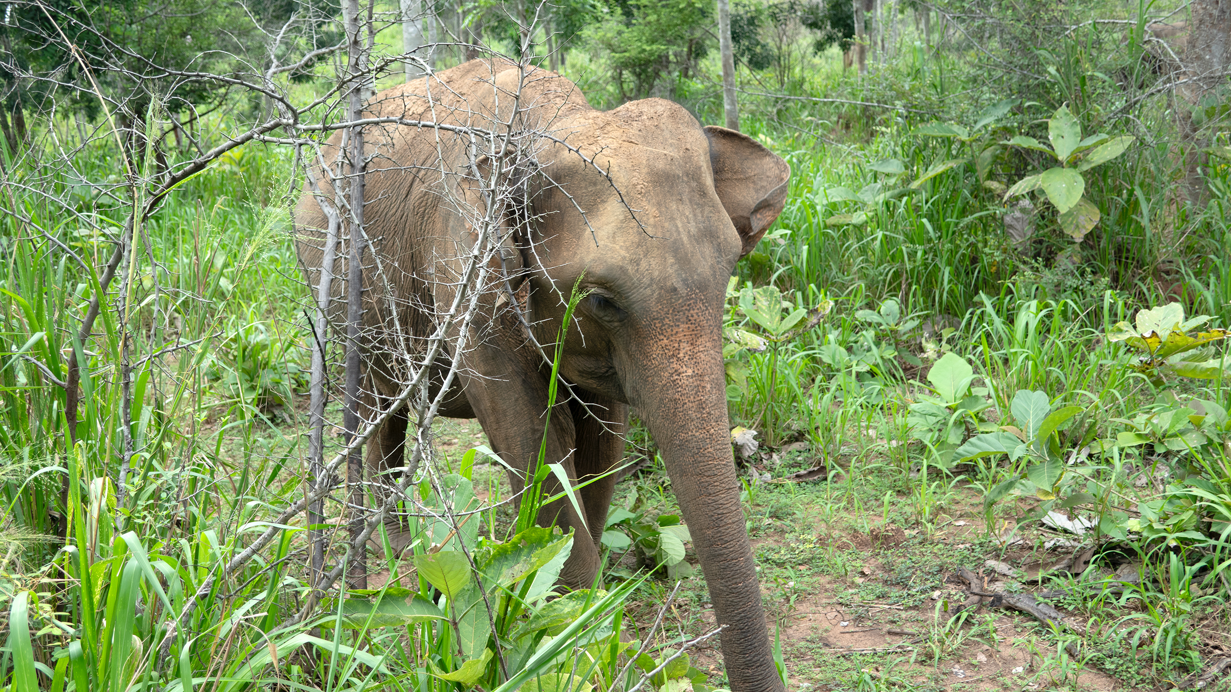 Elefant in Nationalpark in Sri Lanka.