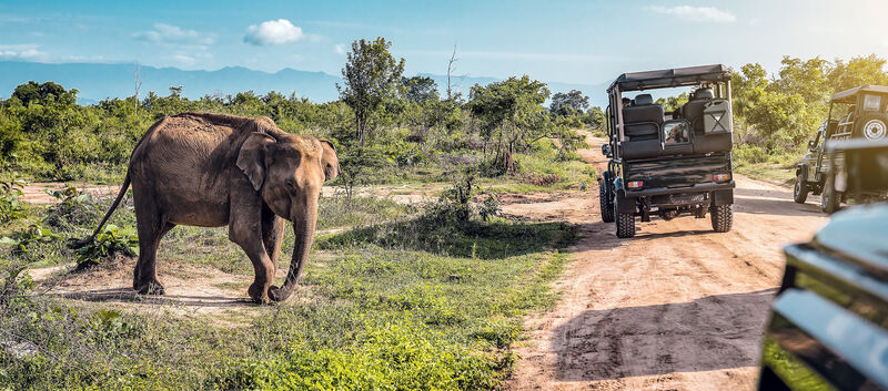 Safari in Sri Lanka. Es sind zwei Jeeps und ein Elefant zu sehen, es ist sonnig.