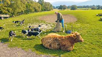 Ein Schäfer schärt ein Schaf. Um ihn herum rennen Hunde und eine Kuh liegt im Gras.