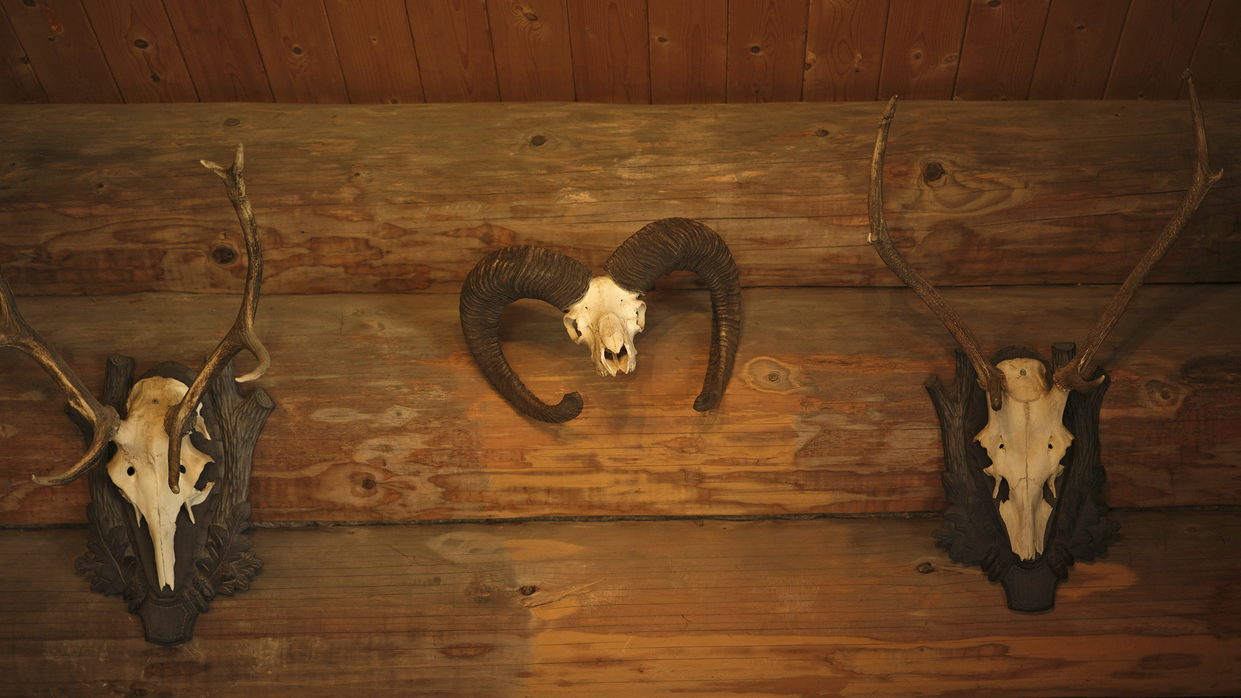 Drei Geweihe an einer Holzwand.