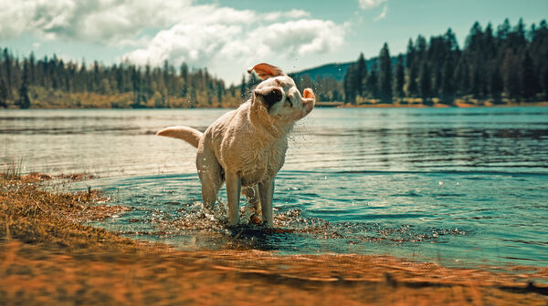 Labrador Retriever badet und schüttelt sich vor einem wunderschönen Bergsee