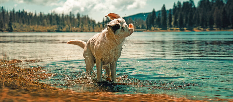 Labrador Retriever badet und schüttelt sich vor einem wunderschönen Bergsee