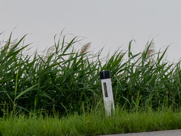 Auf dem Bild sieht man einen Radfahrer vor einem grünen Feld auf einem alten Rennrad.