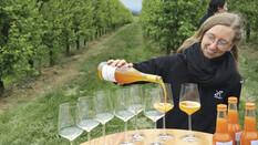 Eine Frau schenkt in den Marillengärten Marillen-Sekt ein.