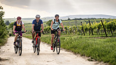 Radfahrer fahren zwischen den Weinbergen.